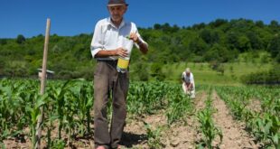 Projeto isenta trabalhador rural de multa para aderir ao Regime Geral de Previdência Social 
